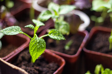 seedlings in a greenhouse