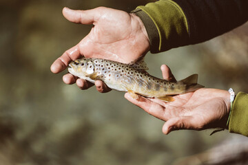Mano di pescatore che mostra una trota appena pescata nel torrente di montagna con la pesca a spinning	
