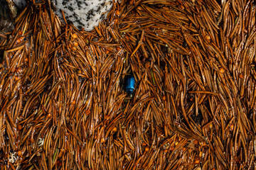 Texture di aghi di pino secchi, arancioni, sospesi sul pelo dell'acqua in una pozzanghera. In...