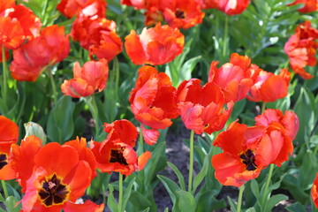 Parrot Tulips, beautiful, red spring flowers. Close up.