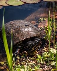 red eared slider