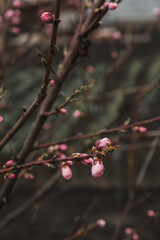 Close up of brunch with pink spring blossom swaying in the wind. Bud break of the peach fruit tree. Macro shot