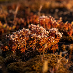 autumn leaves in the forest