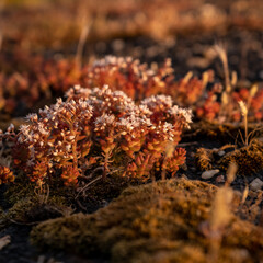 moss on the ground
