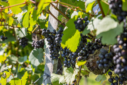 Close-up of bunches of ripe red wine grapes on vine, selective focus in Austria.