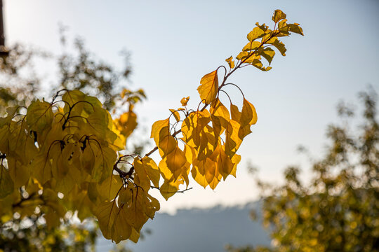 Autumn sun, shining through the yellow leaves.