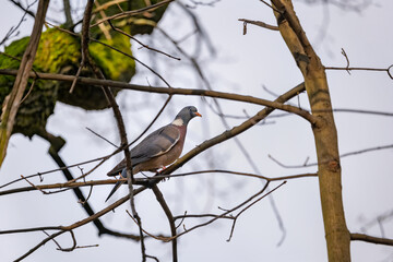 Common Wood Pigeon Columba Palumbus