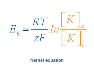 The Nernst equation is an equation for calculating the resting membrane potential of a cell membrane, which depends on the ratio of potassium concentrations outside and within the cell.
