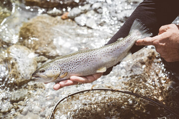 Mano di pescatore che mostra una trota fario appena pescata nel torrente di montagna con la pesca a...