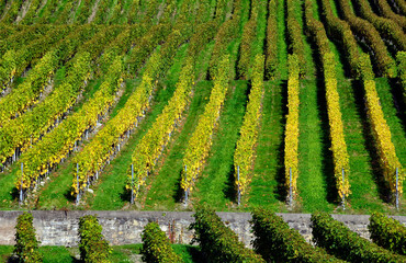 Europe, Switzerland, canton Vaud, vineyards patterns, early autumn