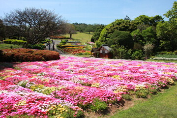 Obraz premium flowers in the park