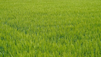 まだ青い穂の麦畑の背景素材