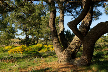 Pine forest in the Carreirón Natural Park into the Arousa island