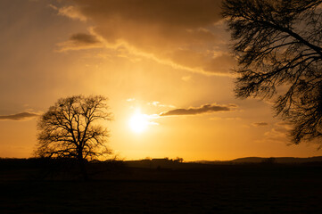 orange sunset over a field with tree silhouette. Alsace coutryside