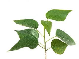 Green leaf Pho leaf, (bo leaf,bothi leaf) isolated on white background