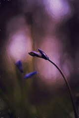 Digital oil painting of purple bluebell flowers in a moody woodland setting using a shallow depth of field.
