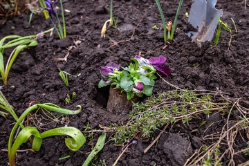 Pansies during transplantation to a flower bed