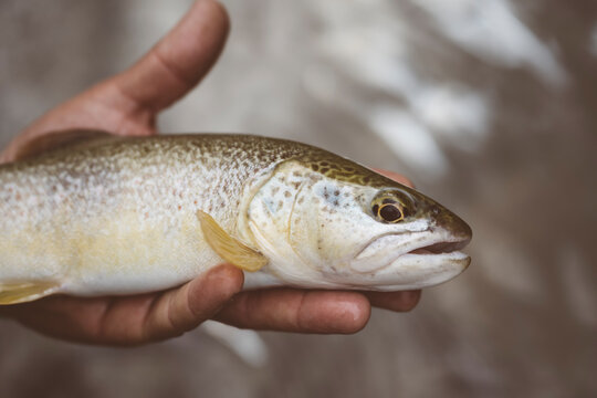 Mano di pescatore che mostra una trota fario appena pescata nel torrente di montagna con la pesca a spinning	
