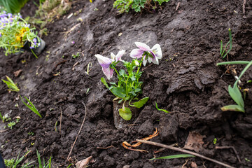 Pansies during transplantation to a flower bed