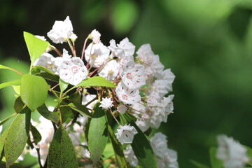色鮮やな薔薇。