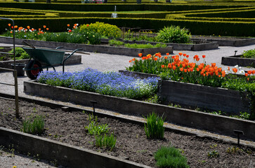 geometric rectangle shape wooden okaya flower beds. growing flowers and vegetables above ground level in raised plant pots. bulbs and utility plants in the community garden., daffodil, tulipa, bulbs