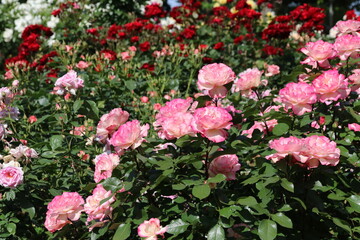 色鮮やな薔薇。