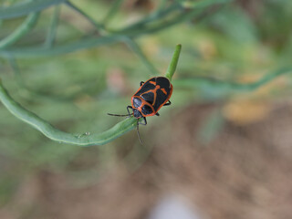 ナガメ（カメムシ）