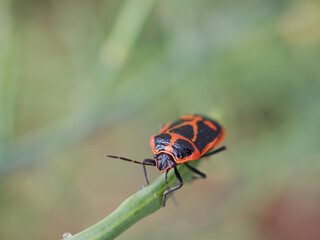 ナガメ（カメムシ）