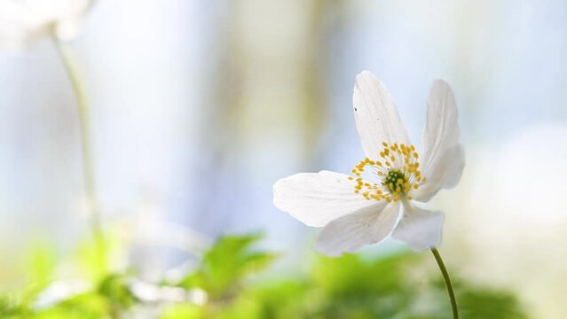 wood anemone Anemonoides nemorosa in a forest in spring