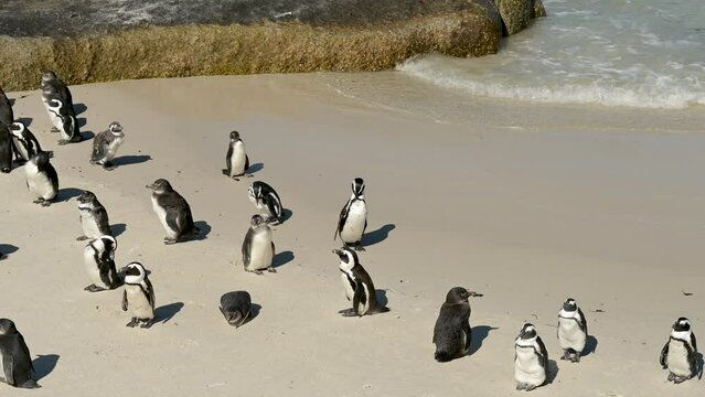 Pinguine am Boulders Beach in Simon&rsquo;s Town S&uuml;dafrika