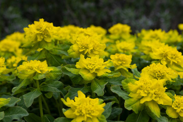 The beautiful bright yellow flowers and bracts of Euphorbia epithymoides (Euphorbia polychroma), also known asthe cushion spurge. Close up detail with copy space above.