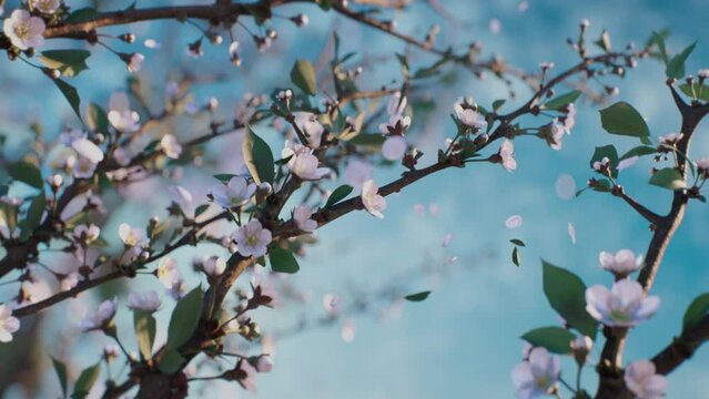 Beautiful spring flowers growing with flying blossoms. Cherry blossom in spring with blue sky. Nature. 3D-Animation. Close Up 4K video. 