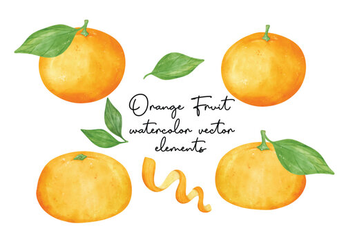 collection of Semi realistic orange fruit watercolor hand painting illustration vector isolated on white background.