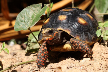 Cute small baby Red-foot Tortoise in the nature,The red-footed tortoise (Chelonoidis carbonarius) is a species of tortoise from northern South America