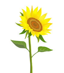 sunflower illustration, 해바라기 일러스트