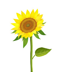 sunflower illustration, 해바라기 일러스트