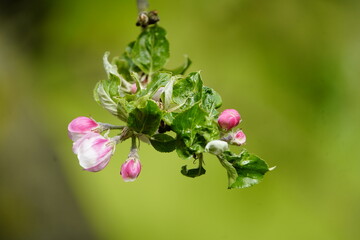 Blossom and bud of a Holsteiner Cox (also 'Vahldieks Sämling Nr. 3', 'Gelber Holsteiner Cox') is a...