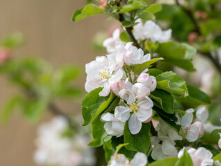 Wild crab apple blossom Malus Sylvestris Mill in Springtime