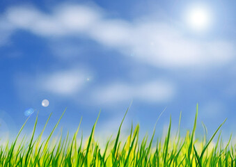Fototapeta premium green grass against the blue sky