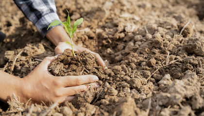 Human Hands Planting Young Green Plants.