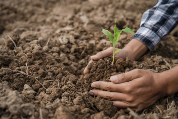 Human Hands Planting Young Green Plants.