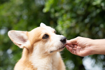 close up feeding corgi dog with food in hand