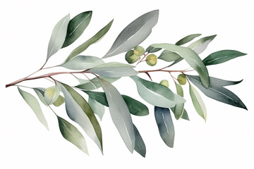 Eucalyptus, olive green leaves, Bloom watercolor illustration isolated on white background