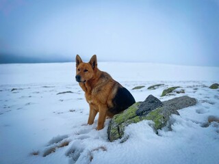 Portrait of German Shepherd dog sitting in the snow in the mountains on a cold and cloudy day