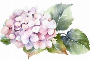 hydrangea and leaves watercolor illustration, can be used as greeting card, invitation card for wedding, birthday and other holiday, white background
