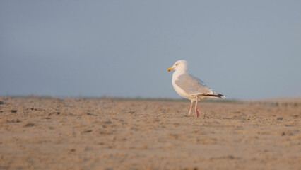 Seagull on a Dutch coast