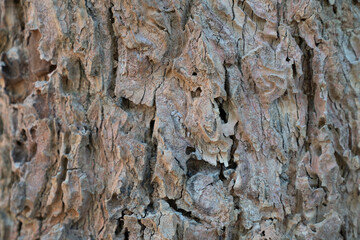 dry tree bark texture and background, nature concept