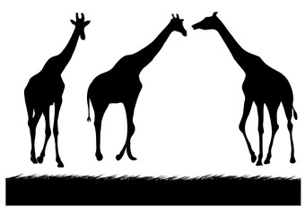graphics image silhouette giraffe with grass illustration transparency