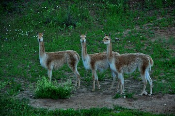 Animals are a traditionally (since the time of Aristotle) distinguished category of organisms, currently considered as a biological kingdom. Animals are the main object of zoology study.