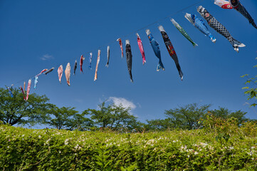 鯉のぼり, 青空, こどもの日, 空, 泳ぐ, 鯉, つるすこと, 青, 色,流れる